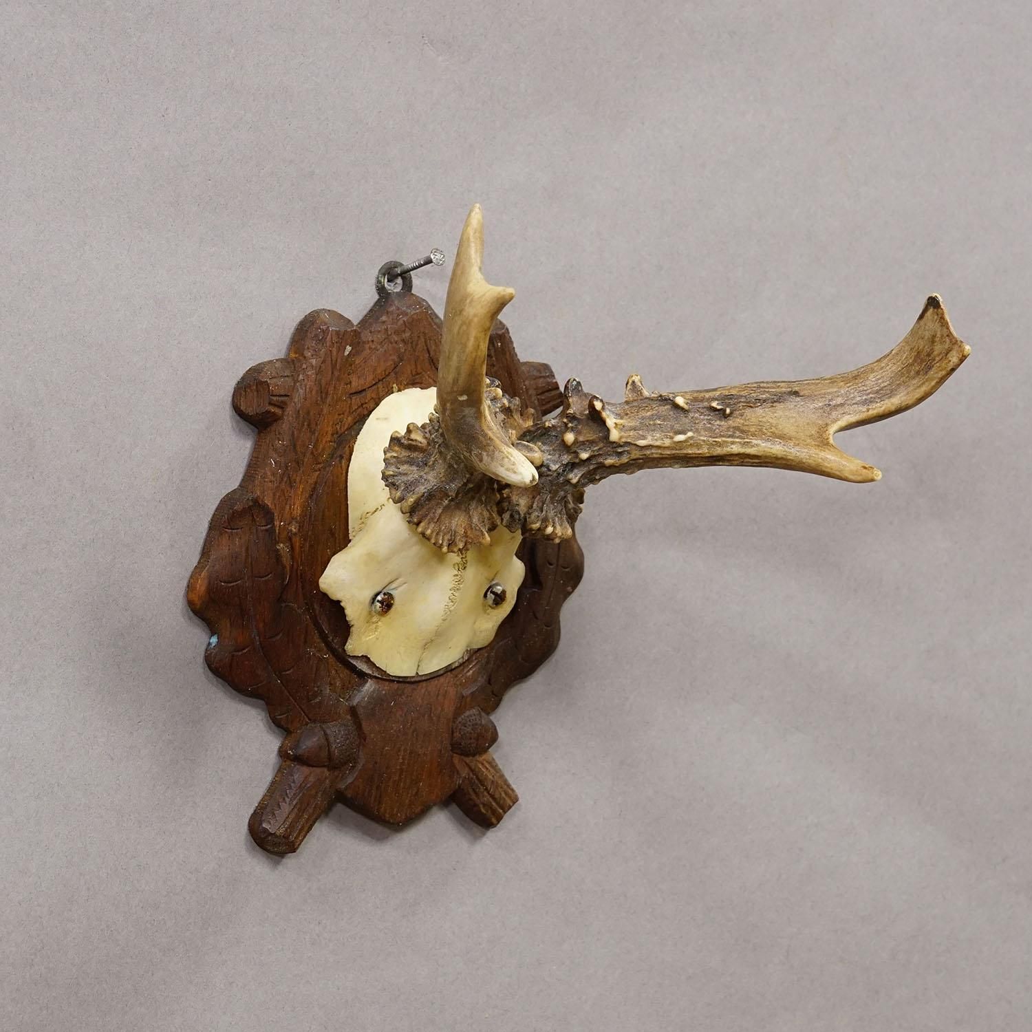 Antique Black Forest Red Deer Trophy On Carved Plaque, Germany 1938 photo for sale