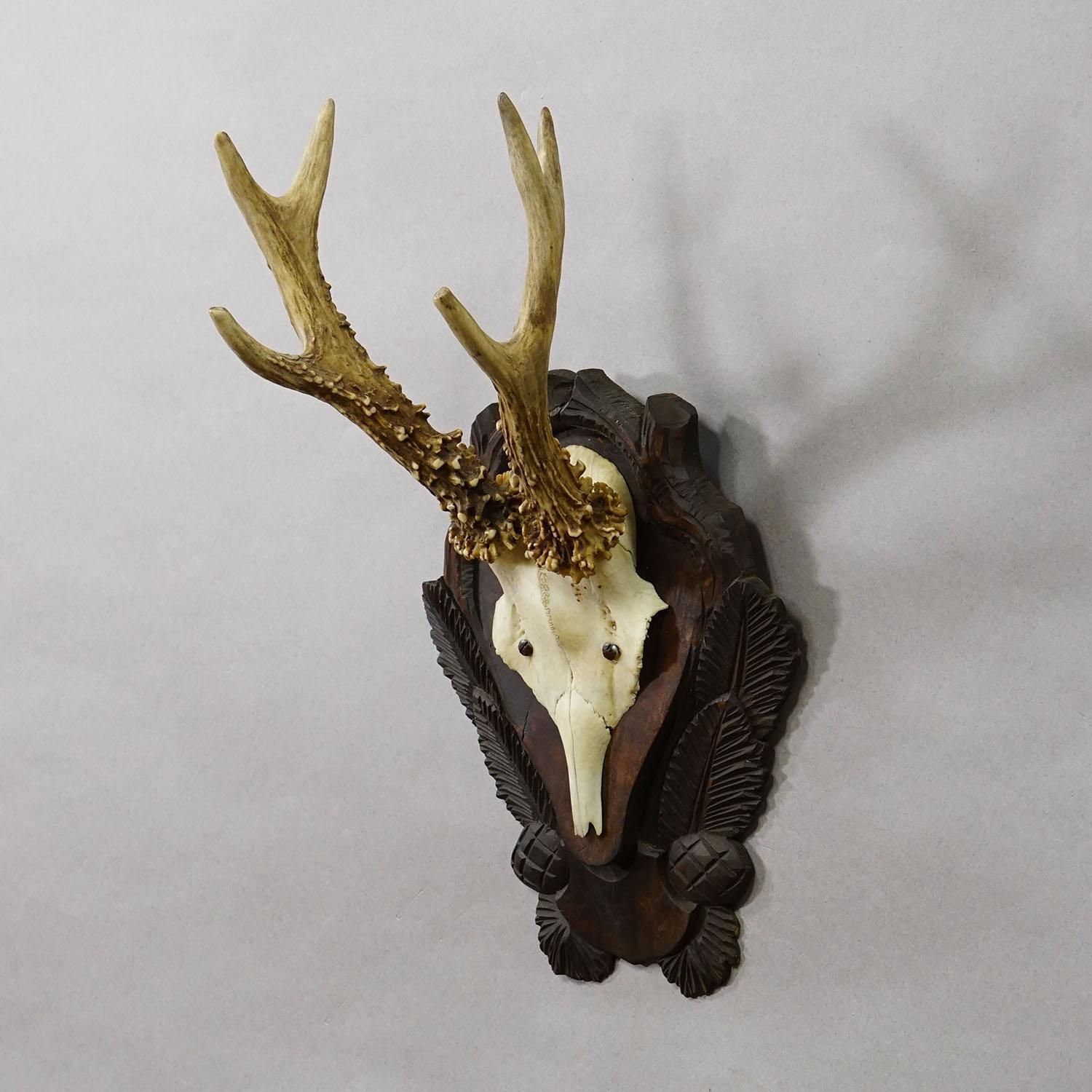 Antique Black Forest Red Deer Trophy On Carved Plaque Ca. 1930s photo for sale