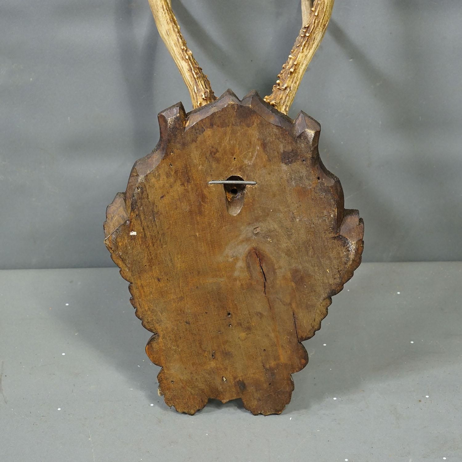 Antique Black Forest Red Deer Trophy On Carved Plaque Ca. 1930s photo vinterior