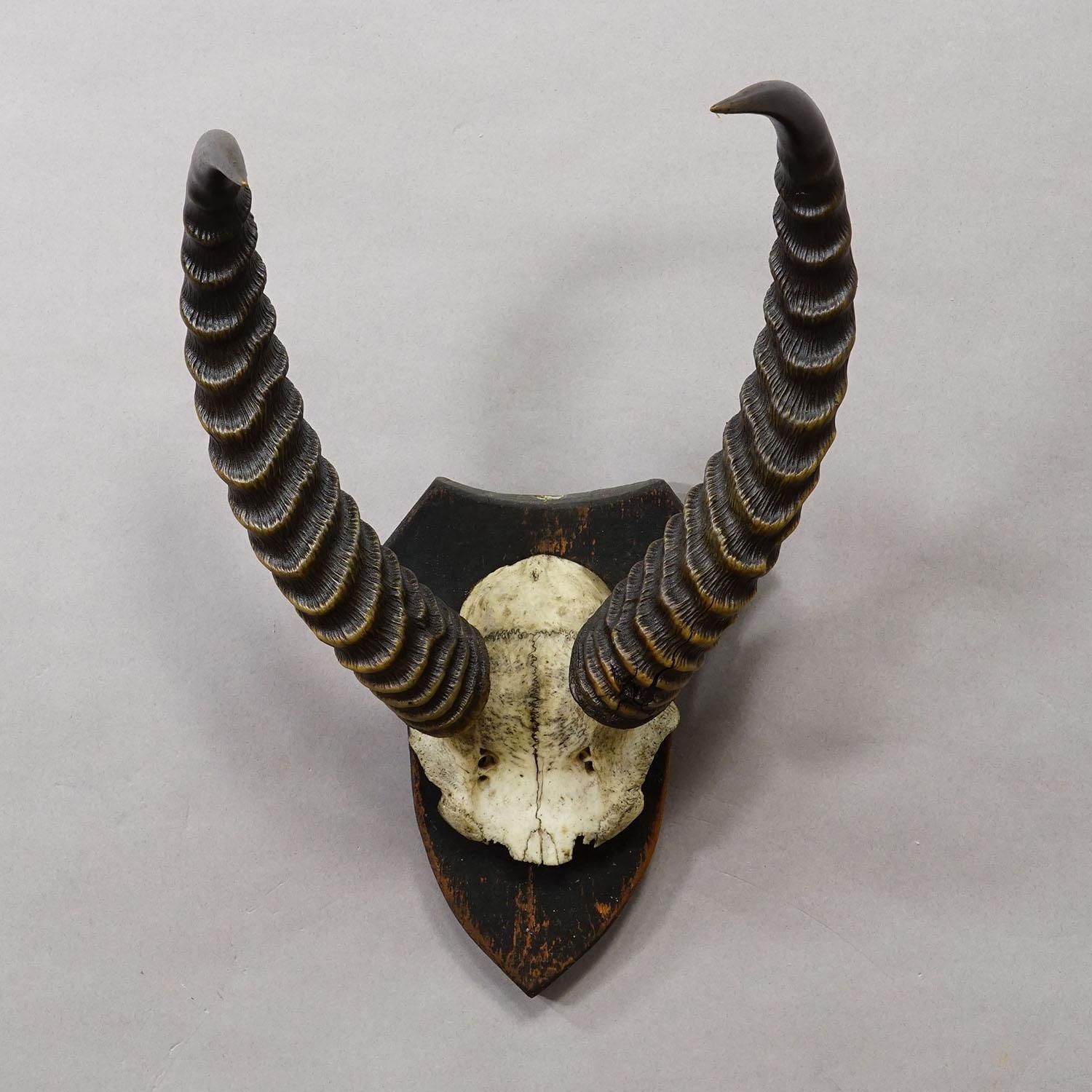 Antique Springbok Trophy On Wooden Plaque, Ca. 1930s photo Art