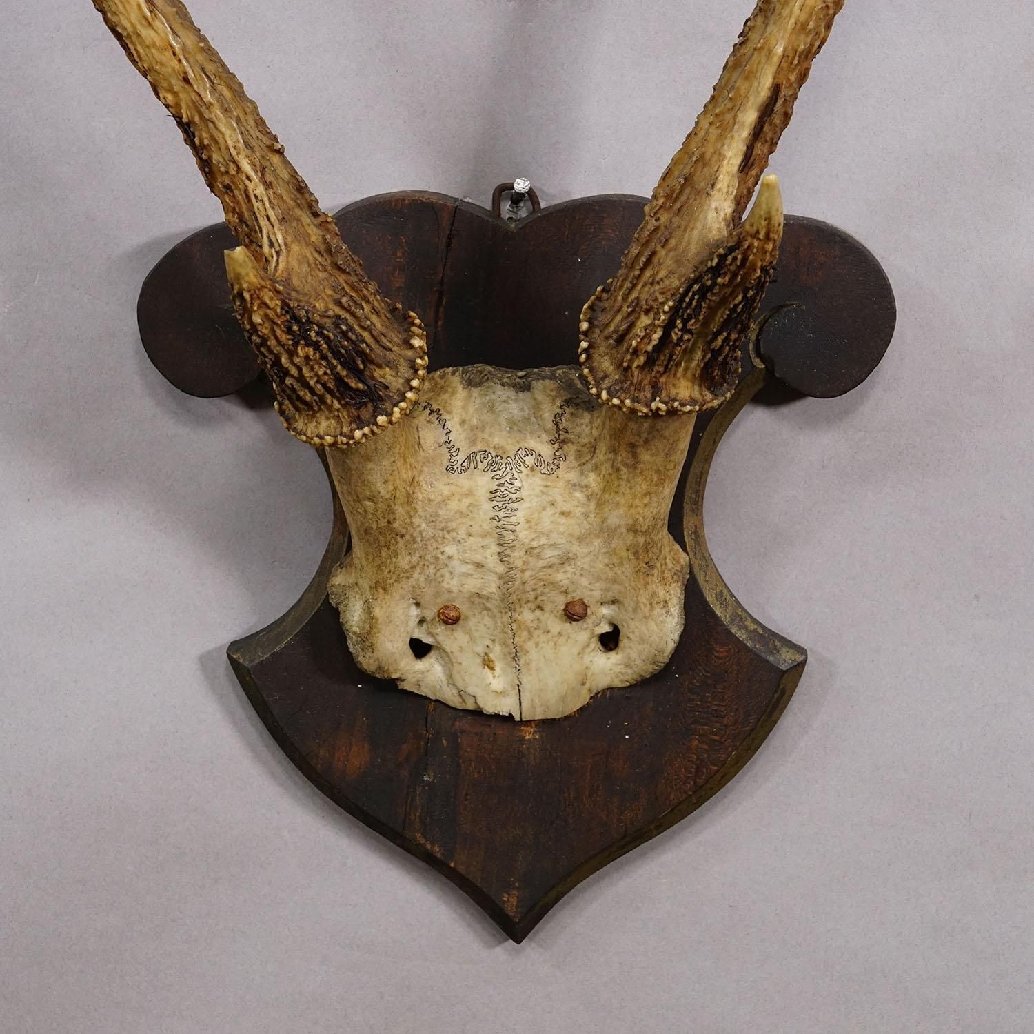 Antique 6 Pointer Siberian Deer Trophy On Wooden Plaque, Ca. 1940s photo 392.0