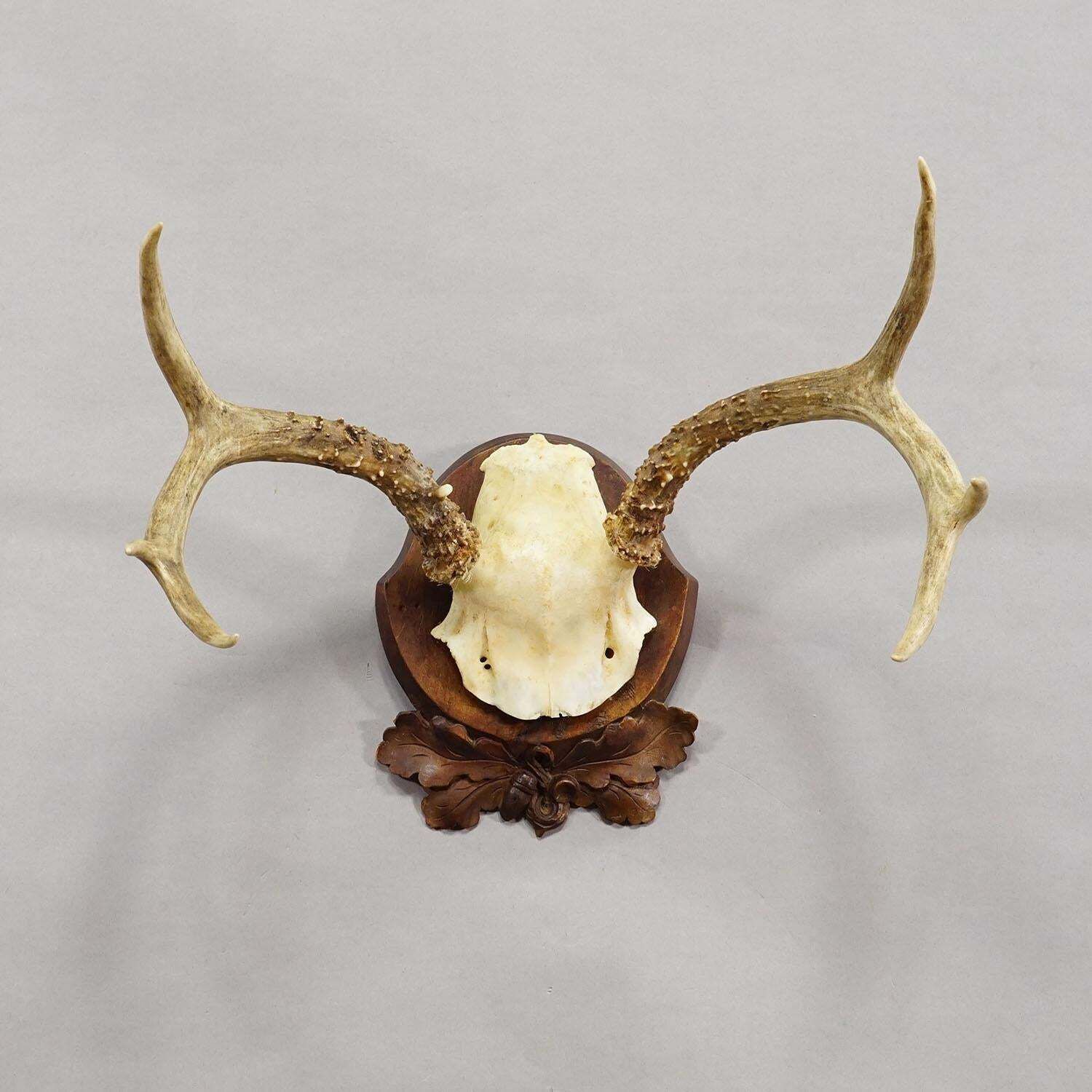 Antique White Tailed Deer Trophy On Carved Plaque   Germany 1930s photo Home Decor