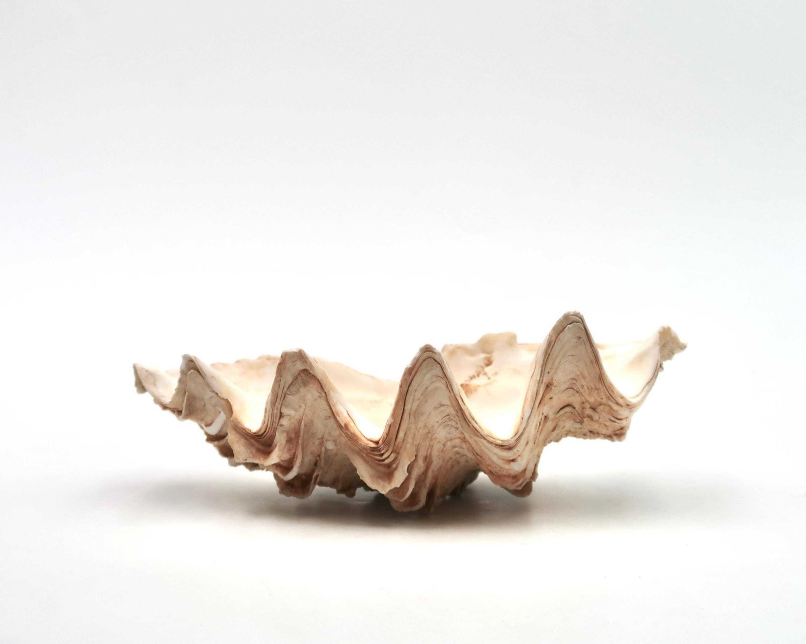 Zeeschelp: Tridacna Schelp, Ca. Jaren 1970 / Schelp, Hoornschelp, Rariteitenkabinet, Ringschaaltje, Zeepschaaltje, Minimalistische Badkamer, Woondecoratie, Natuur photo furniture