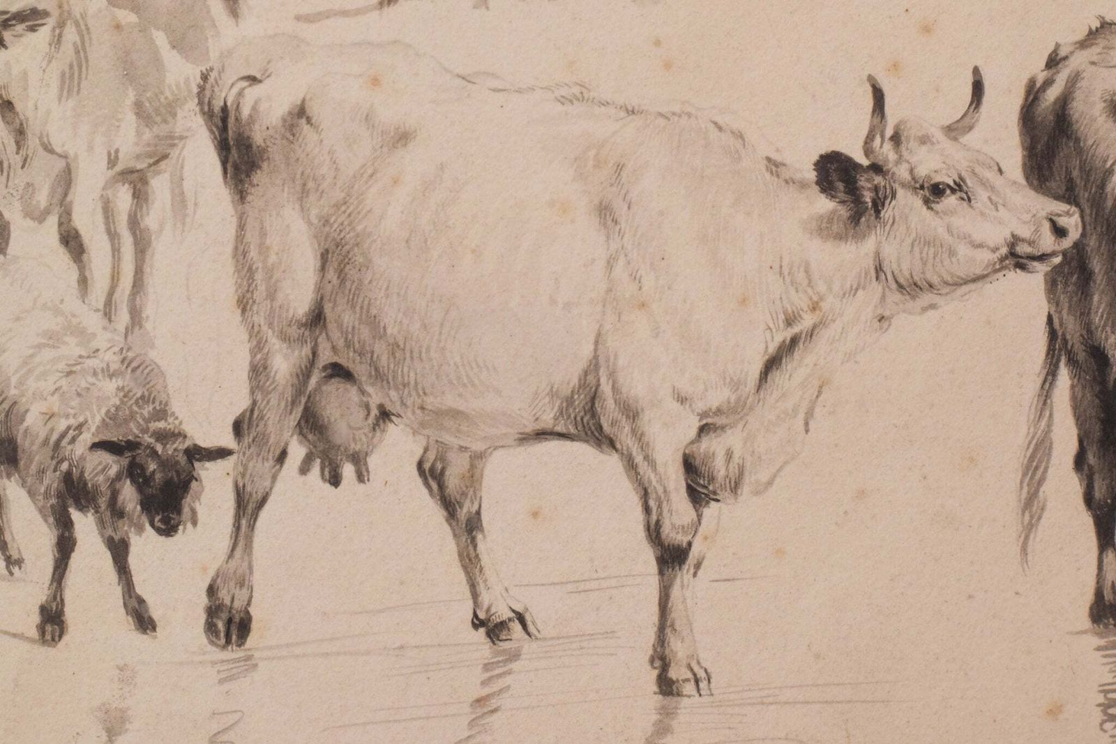 Studie Van Runderen En Schapen – Thomas Sidney Cooper Of Volgeling. photo 586.0