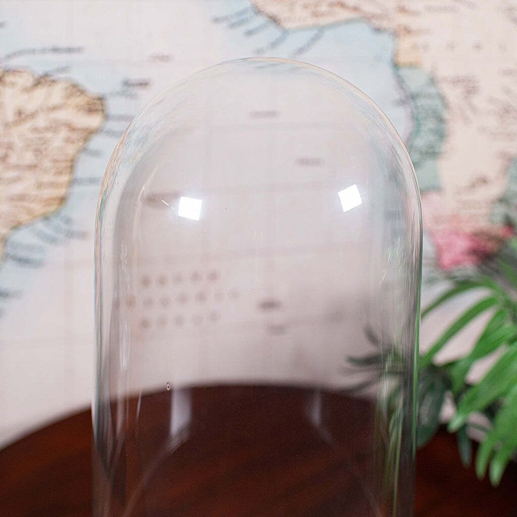 Antique Victorian Display Dome, English, Glass, Taxidermy Showcase, Collectors photo vinterior
