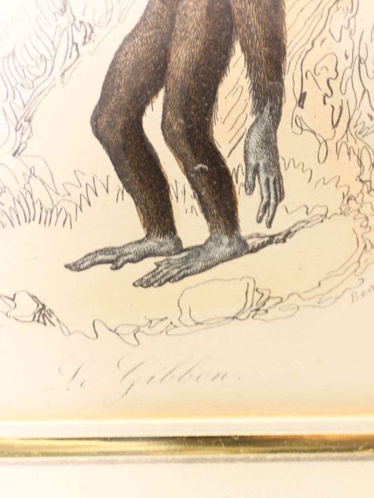 photo vintage Striking Triptych Of 19th Century Hand Coloured Zoological Lithographs