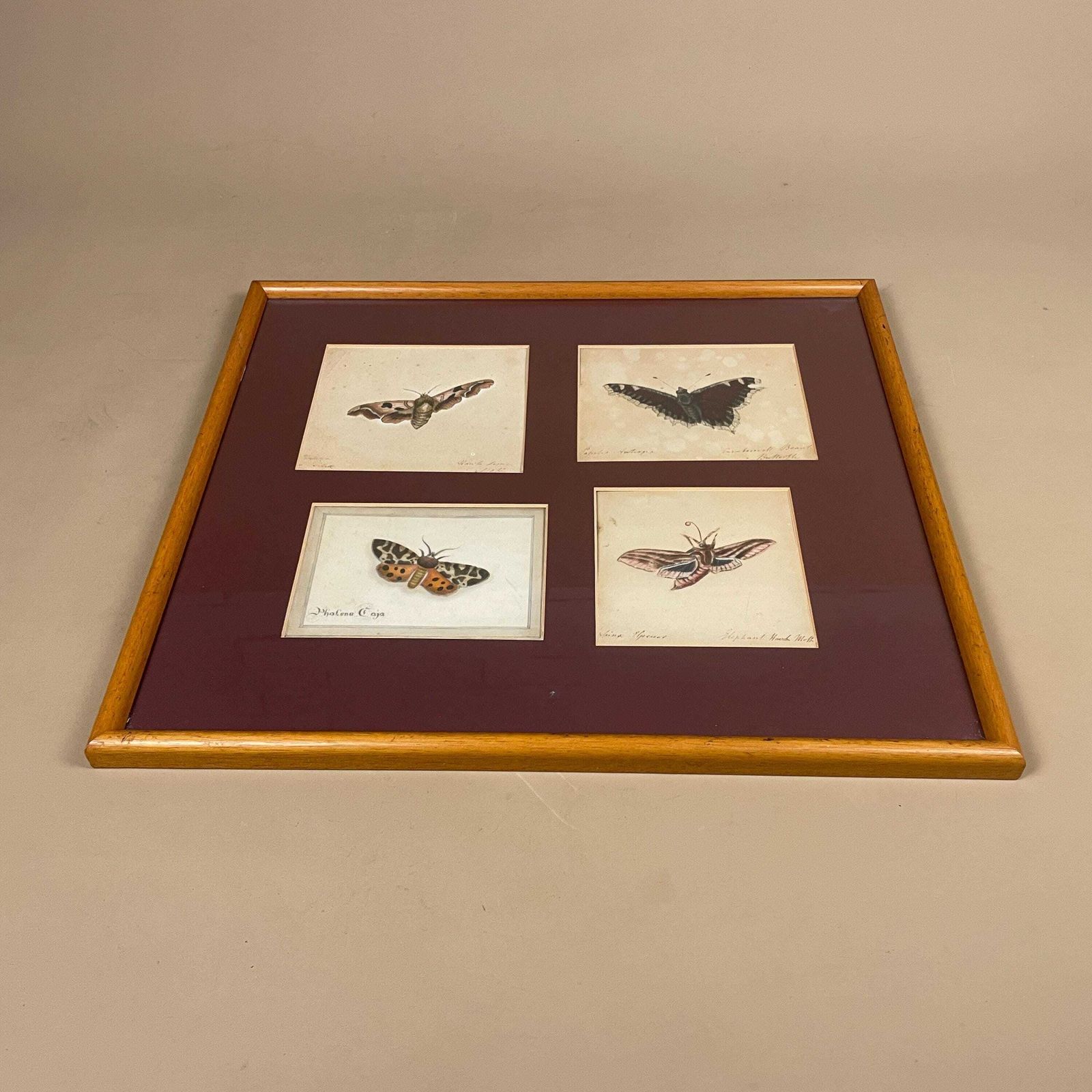 Vintage Butterfly Prints Framed Four Panel Wall Art Antiquarian Style Botanical Pictures Natural History Wood Frame photo for sale