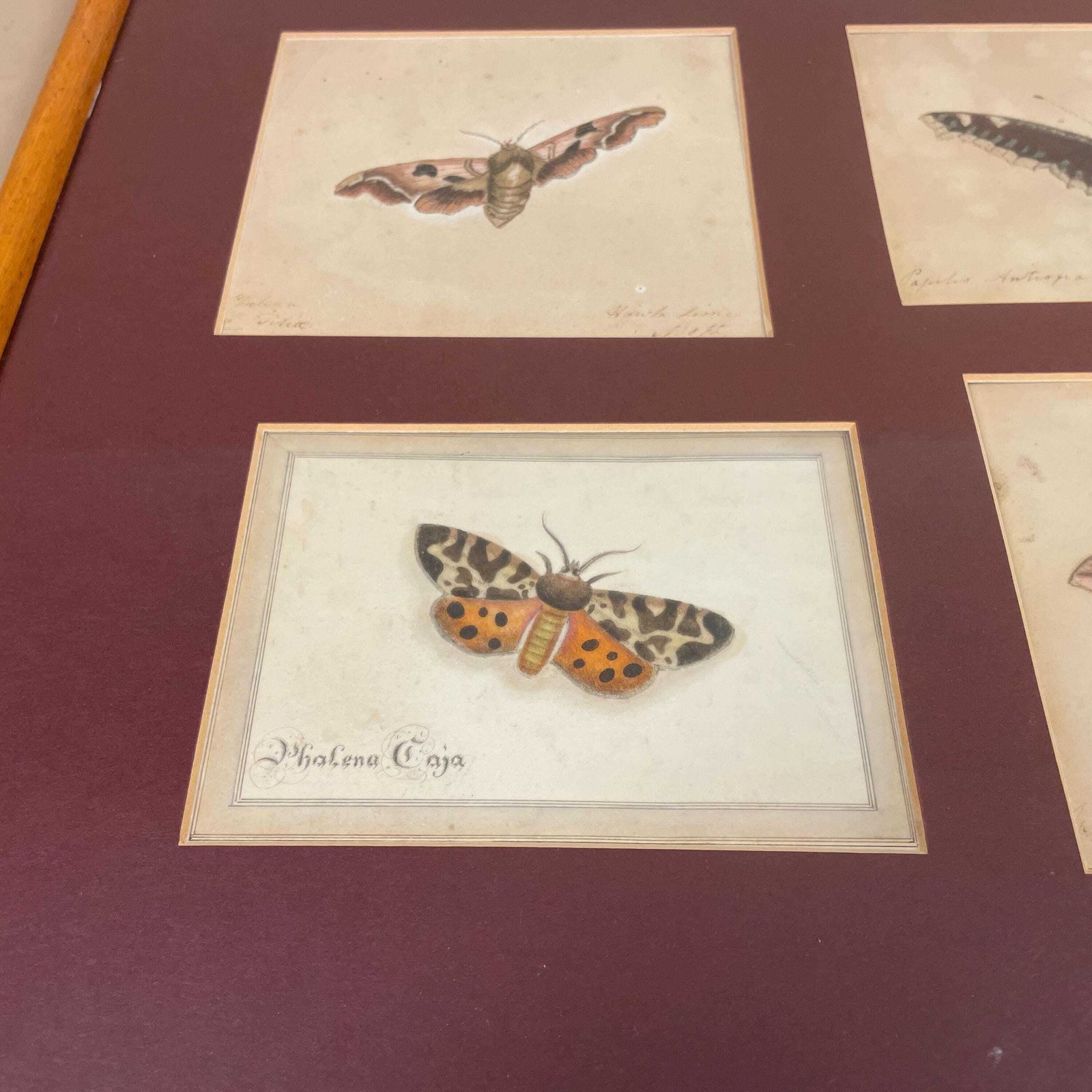 Vintage Butterfly Prints Framed Four Panel Wall Art Antiquarian Style Botanical Pictures Natural History Wood Frame photo Art