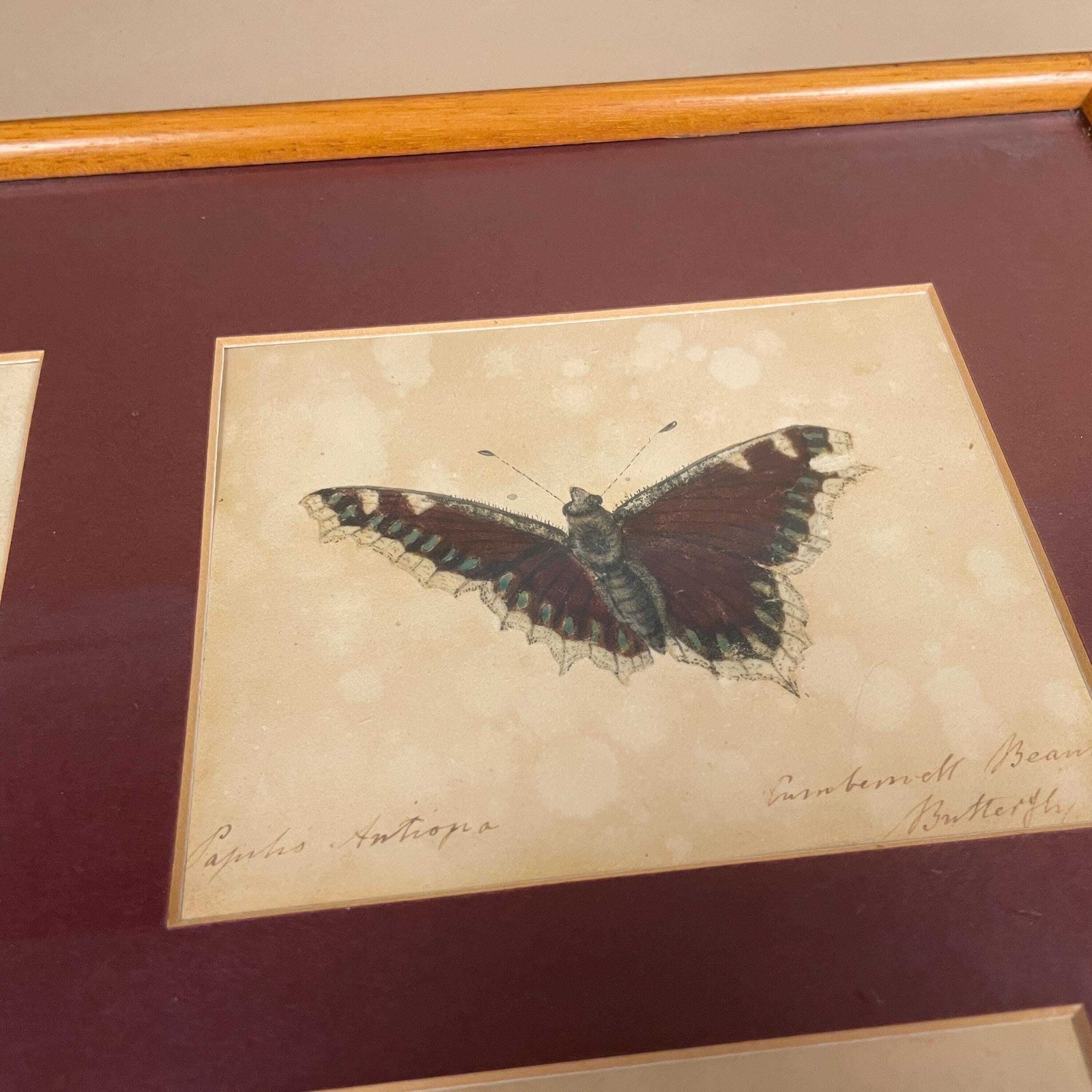 Vintage Butterfly Prints Framed Four Panel Wall Art Antiquarian Style Botanical Pictures Natural History Wood Frame photo vinterior
