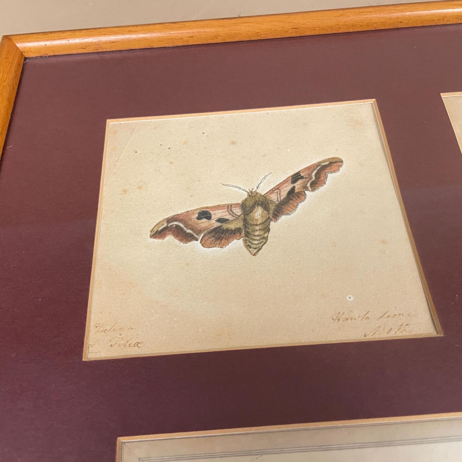 Vintage Butterfly Prints Framed Four Panel Wall Art Antiquarian Style Botanical Pictures Natural History Wood Frame photo buy