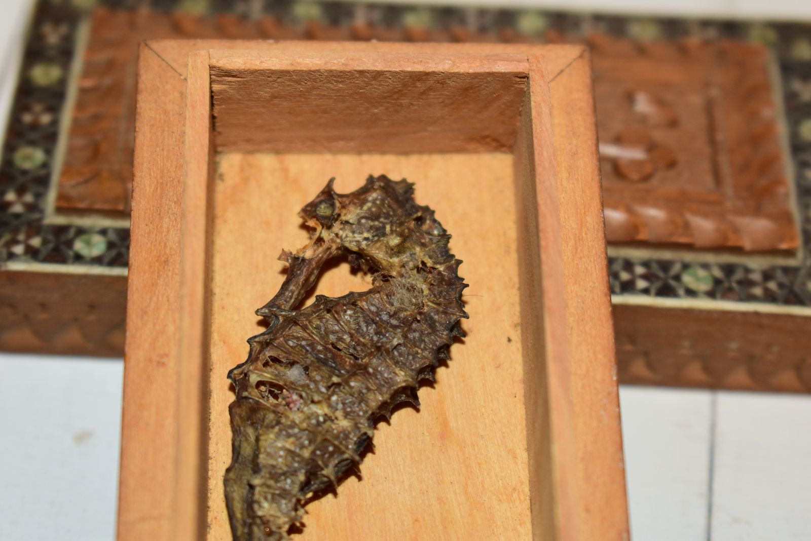 Victorian Jewellery Box   Beautiful Sadeli Inlaid Micro Mosaic Casket With Dried Seahorse! photo buy