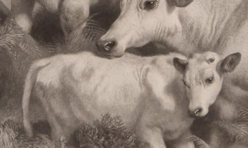 Sir Edwin Landseer Pra. Wild Cattle At Chillingham 1869 Etching Signed By Thomas Landseer photo Art