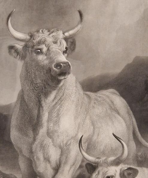 Sir Edwin Landseer Pra. Wild Cattle At Chillingham 1869 Etching Signed By Thomas Landseer photo 700.0