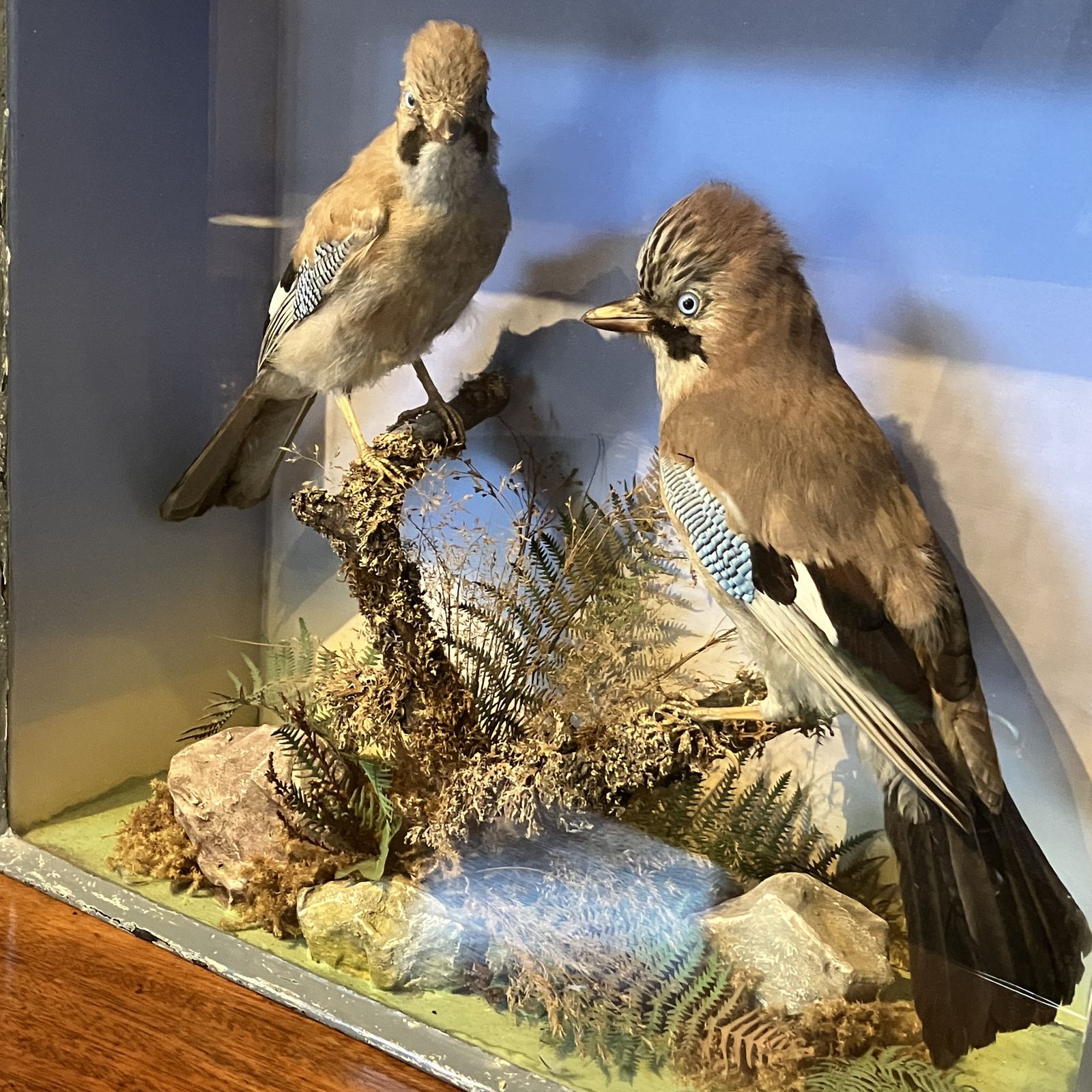 Antique Eurasian Jays’ (Garrulus Glandarius) Taxidermy Display Case photo furniture