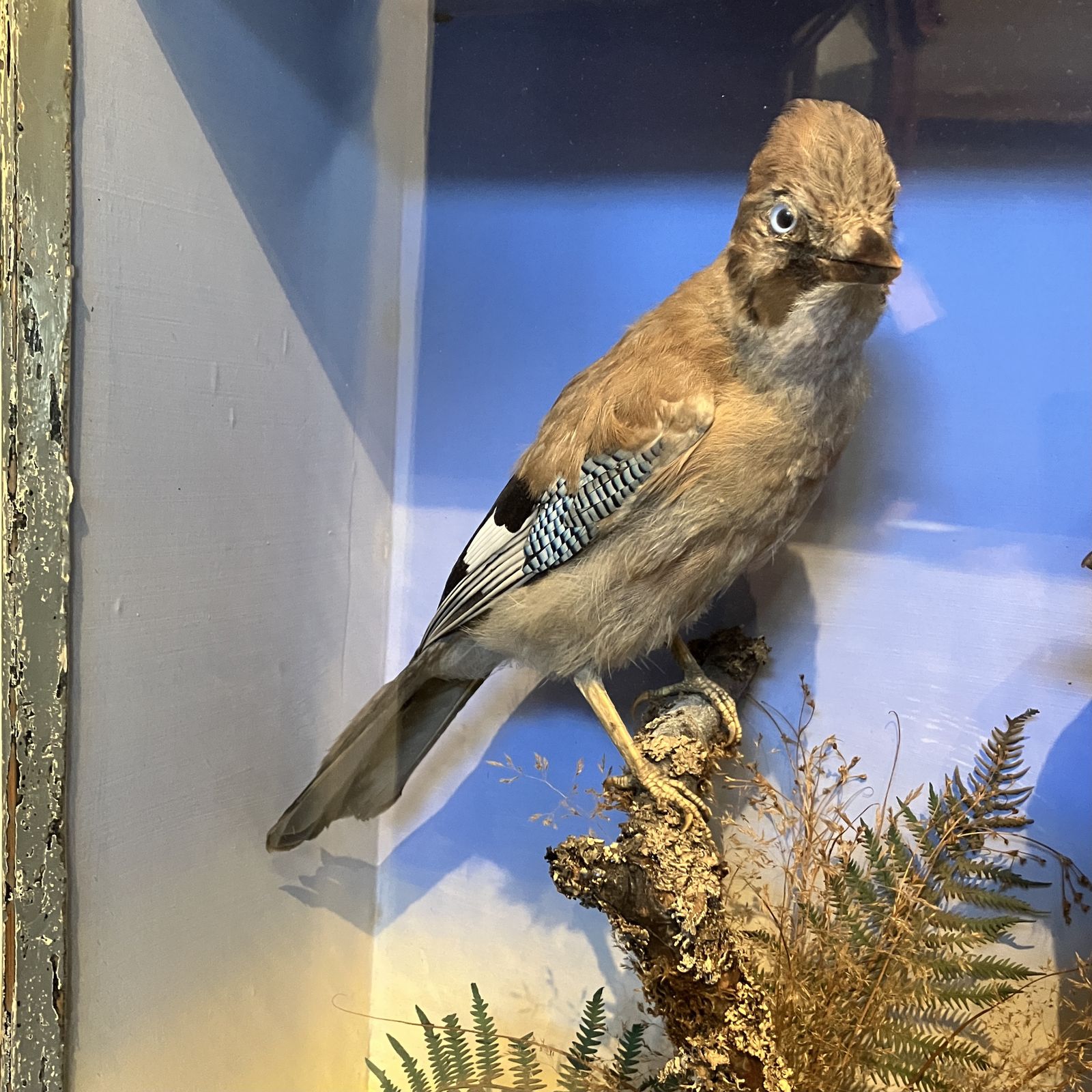 Antique Eurasian Jays’ (Garrulus Glandarius) Taxidermy Display Case photo buy