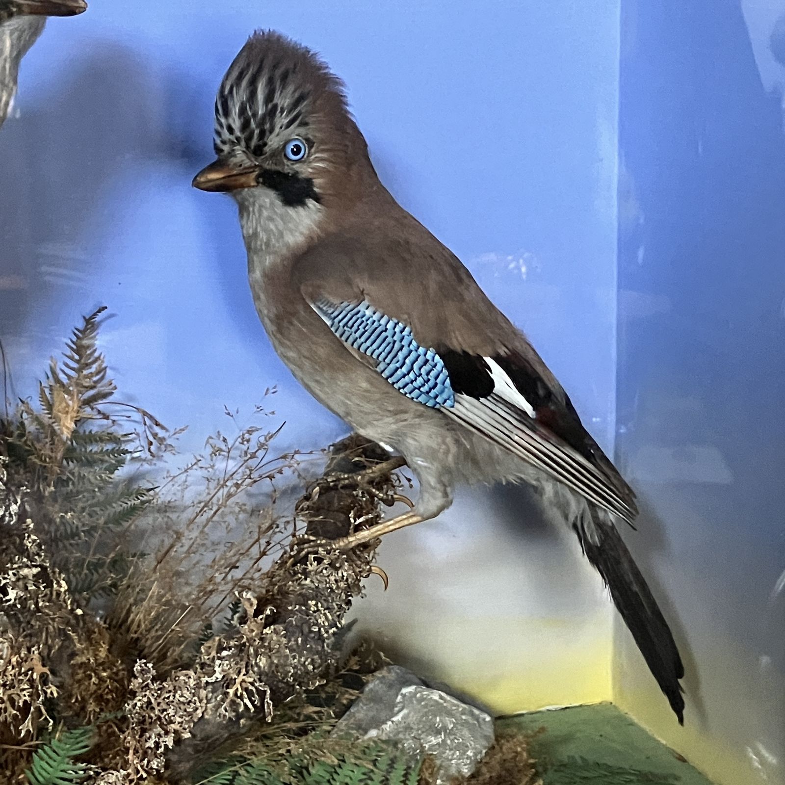 Antique Eurasian Jays’ (Garrulus Glandarius) Taxidermy Display Case photo vintage