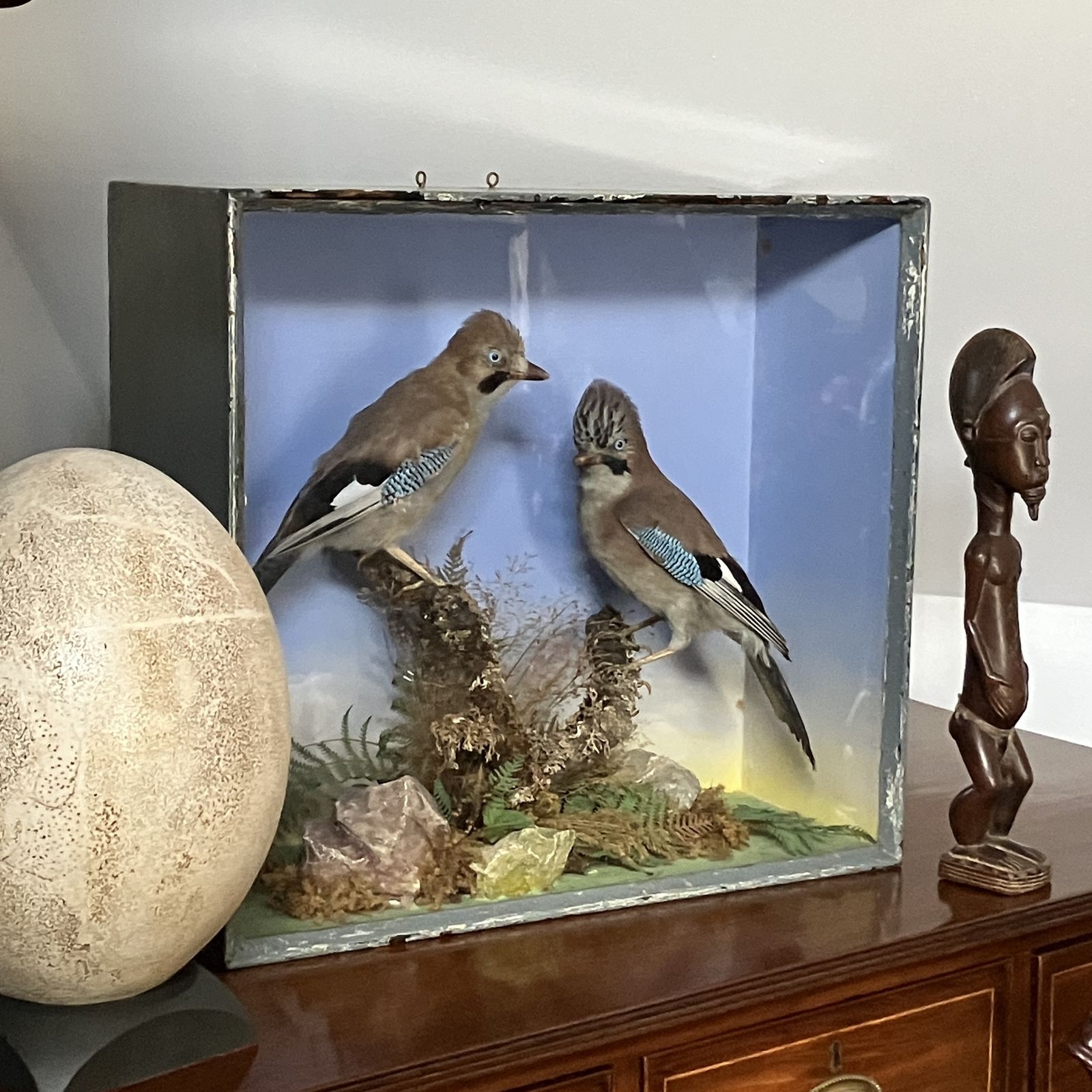 photo for sale Antique Eurasian Jays’ (Garrulus Glandarius) Taxidermy Display Case