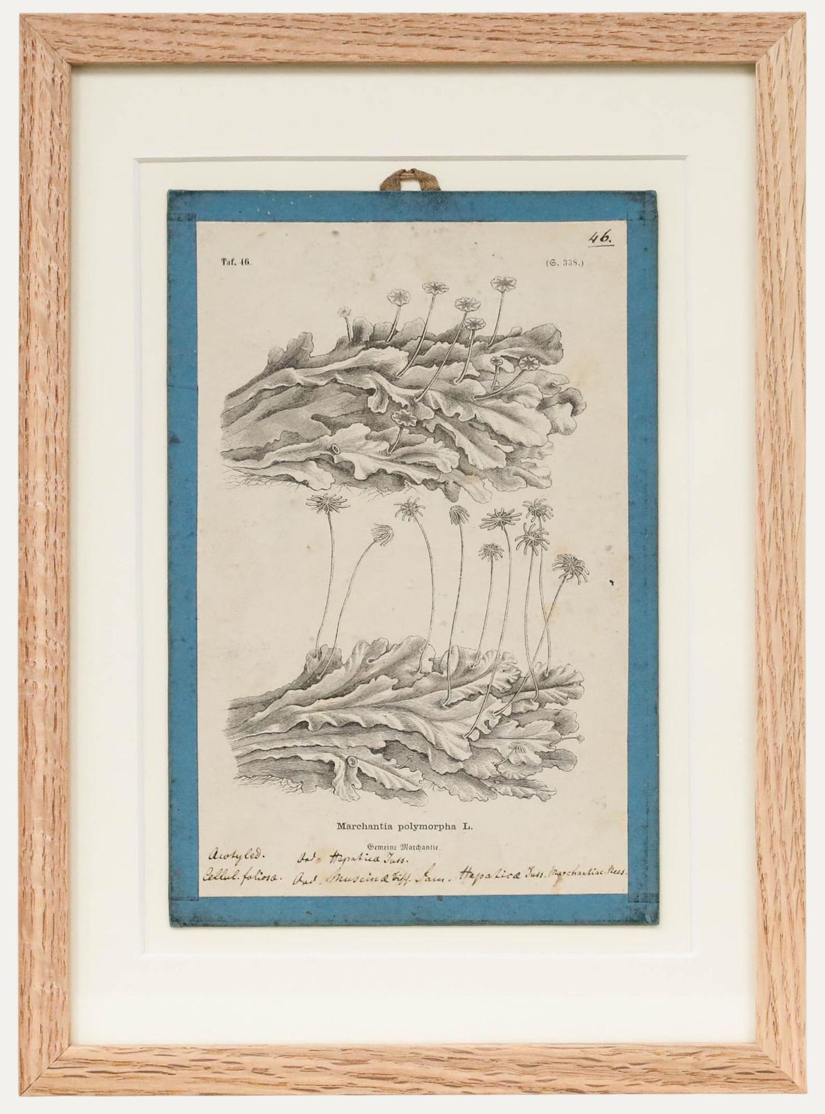 Native Flora Of Europe Framed 19th Century Lithograph, Marchantia Polymorpha