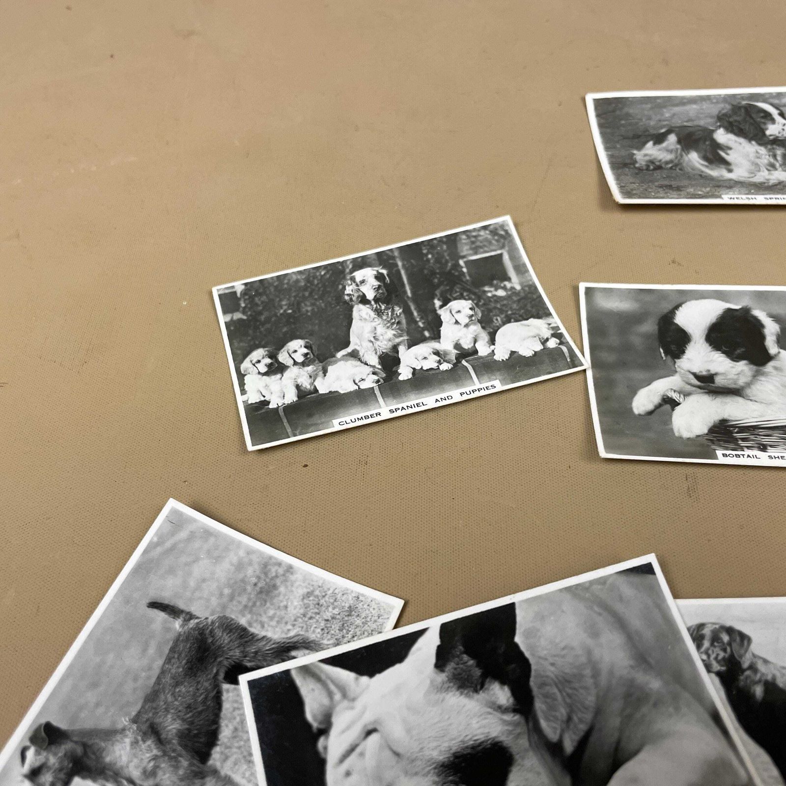 dog cigarette cards Vintage Dog Cigarette Cards Senior Service Lot Black White Collectible Set  British Dog Breed Cards Paper Ephemera For Collectors