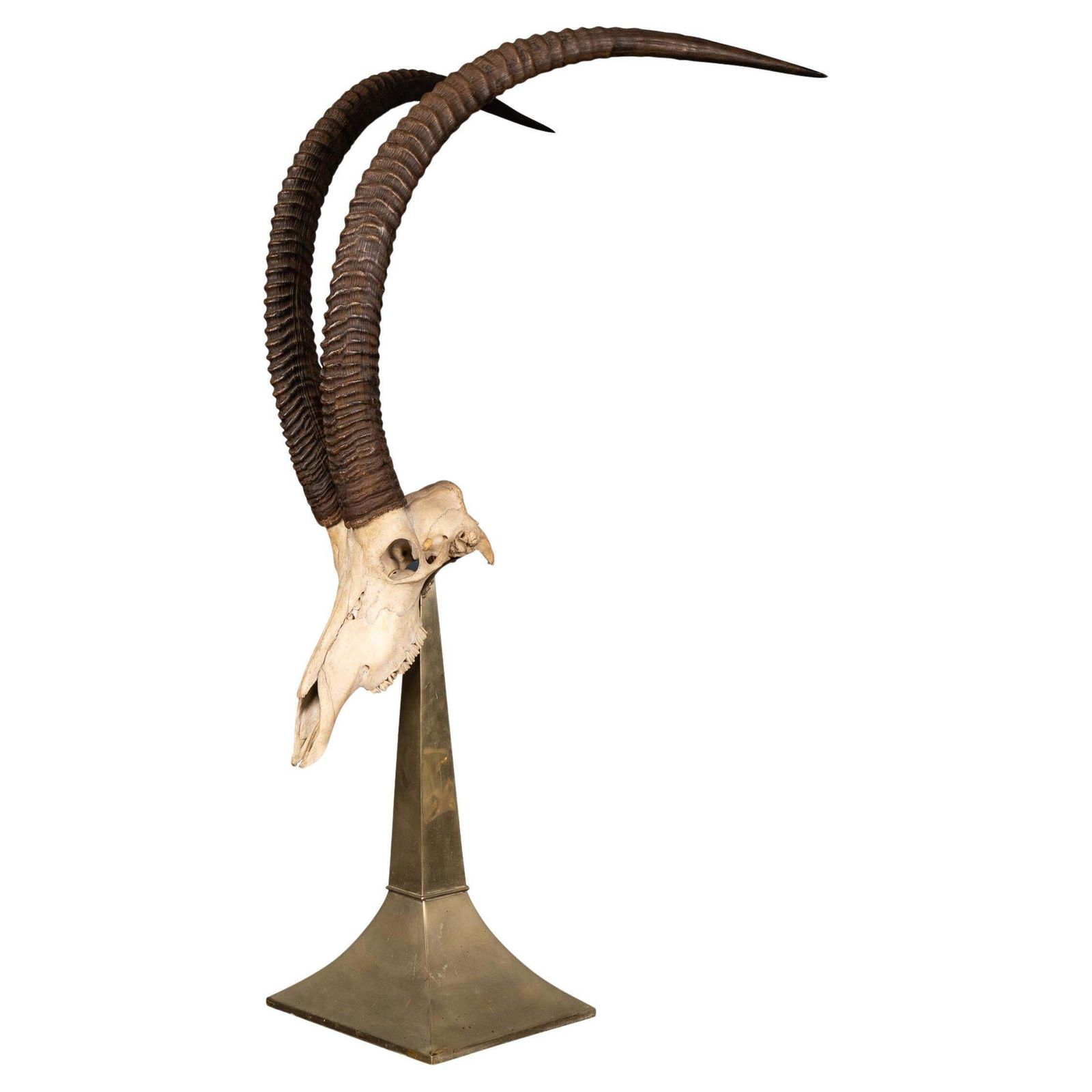 20thc Taxidermy Study Of An African Ibex, By Anthony Redmile, London C.1970