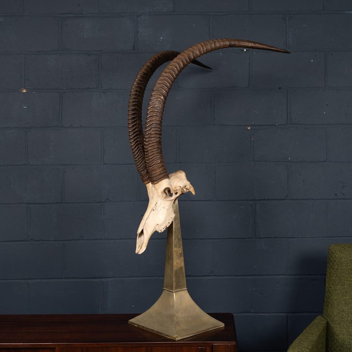 20thc Taxidermy Study Of An African Ibex, By Anthony Redmile, London C.1970 photo furniture