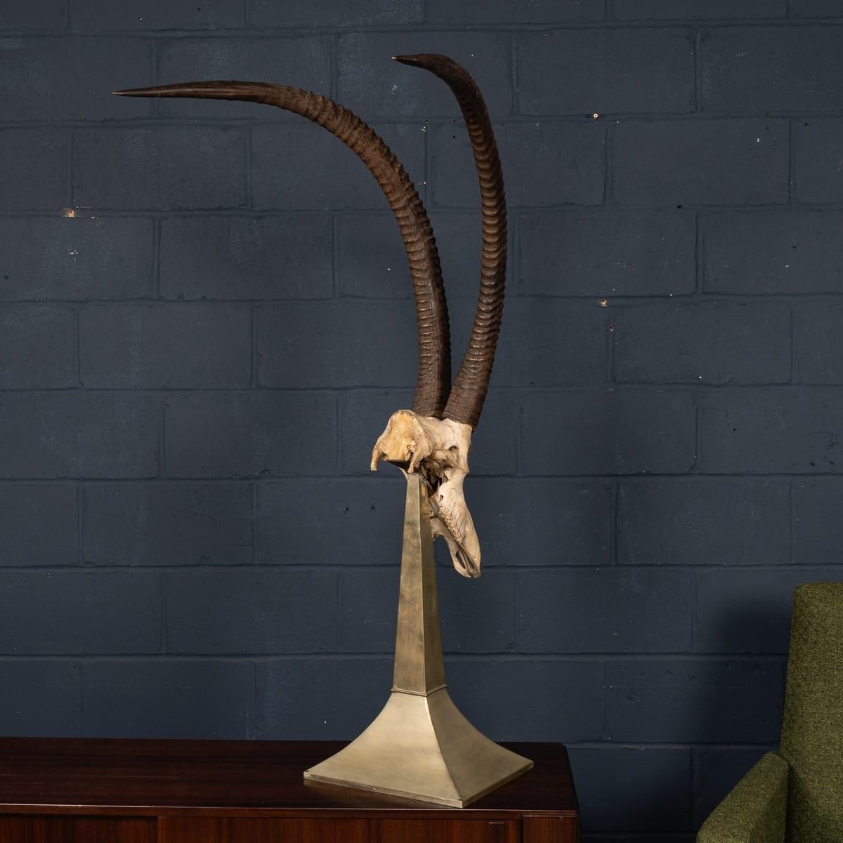 20thc Taxidermy Study Of An African Ibex, By Anthony Redmile, London C.1970 photo 3055.0