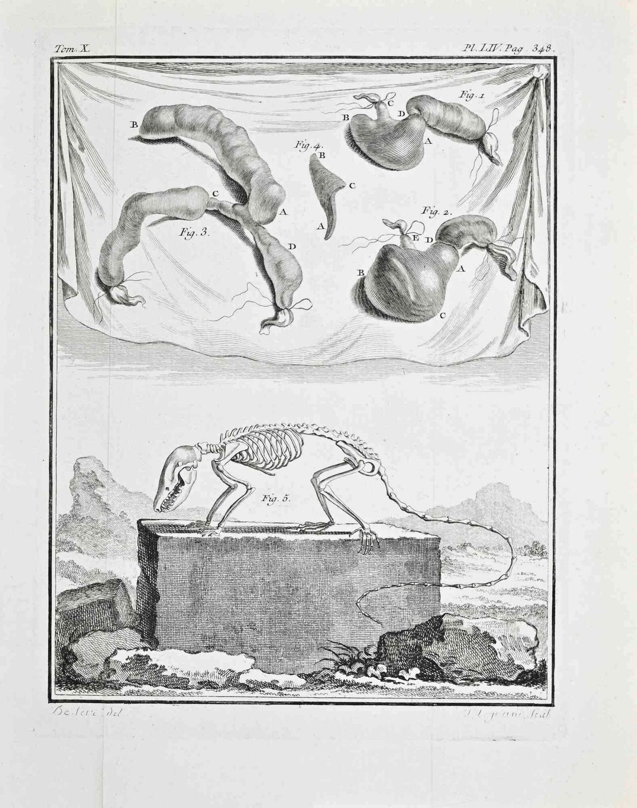 Jacques De Seveanatomy And Skeletons   Etching By Jacques De Sève   17711771