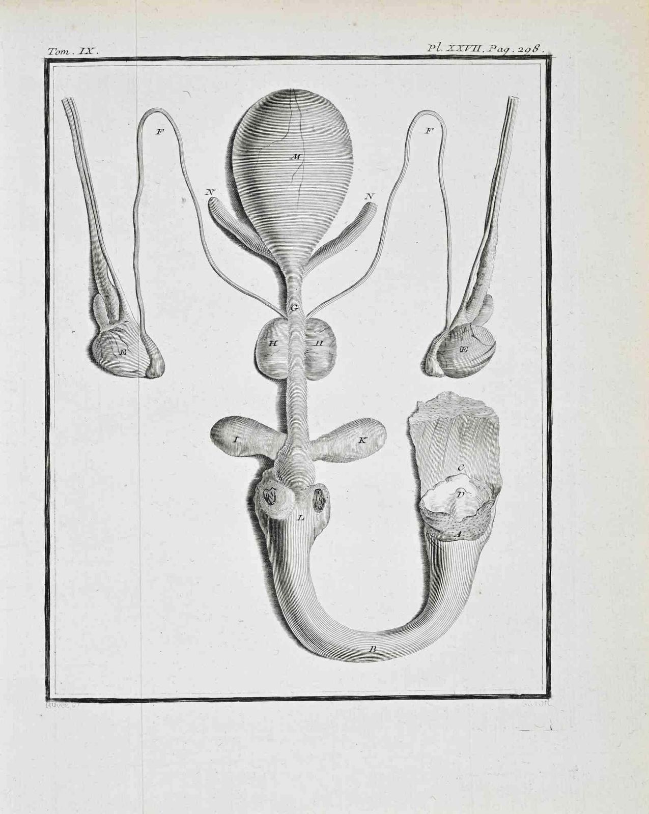 Jacques De Seveanatomical Studies   Etching By Jacques De Sève   17711771