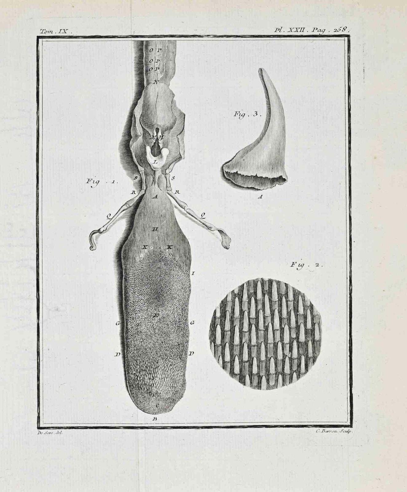 Juste Chevilletanimal Anatomy   Etching By Juste Chevillet   17711771