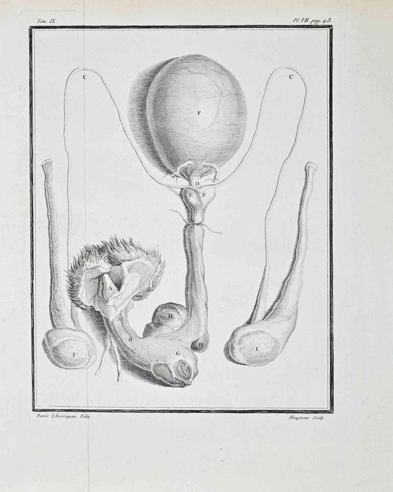 Buvée D’amériqueanimal Anatomy   Etching By Buvée D’amérique   17711771