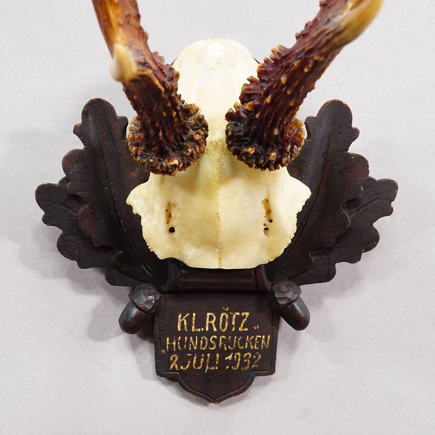 Antique Black Forest Red Deer Trophy On Carved Plaque   Germany 1932 photo 215.0