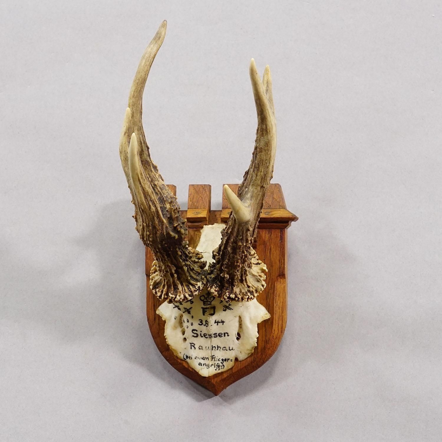 Vintage Red Deer Trophy By Franz Joseph, Prince Of Thurn And Taxis, 1944 photo Home Decor