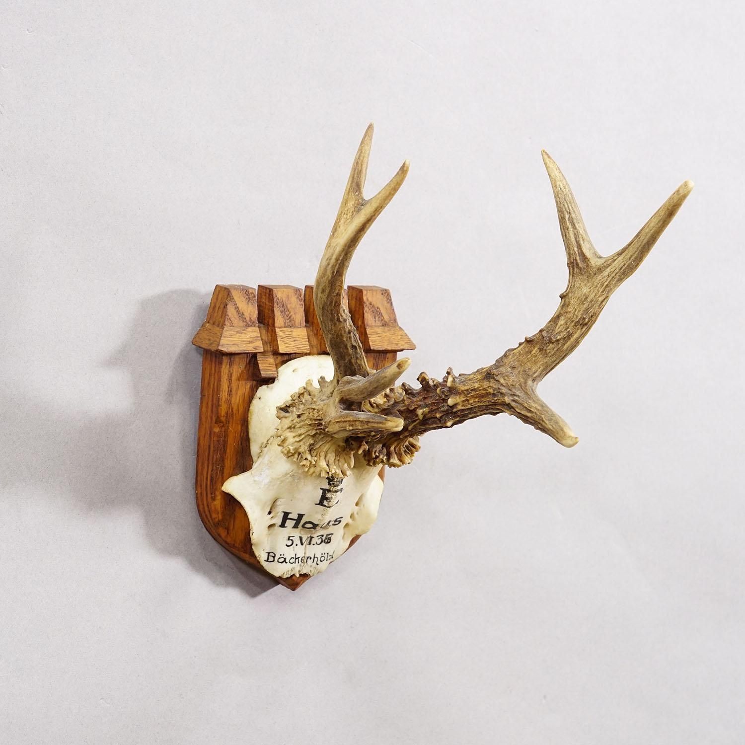 Abnormal Red Deer Trophy By Philipp Ernst, Prince Of Thurn And Taxis, 1935 photo for sale
