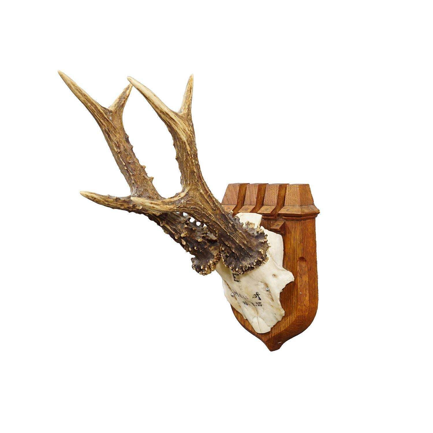 Red Deer Trophy On Wooden Plaque By Philip Ernst, Prince Of Thurn And Taxis 1955 photo furniture
