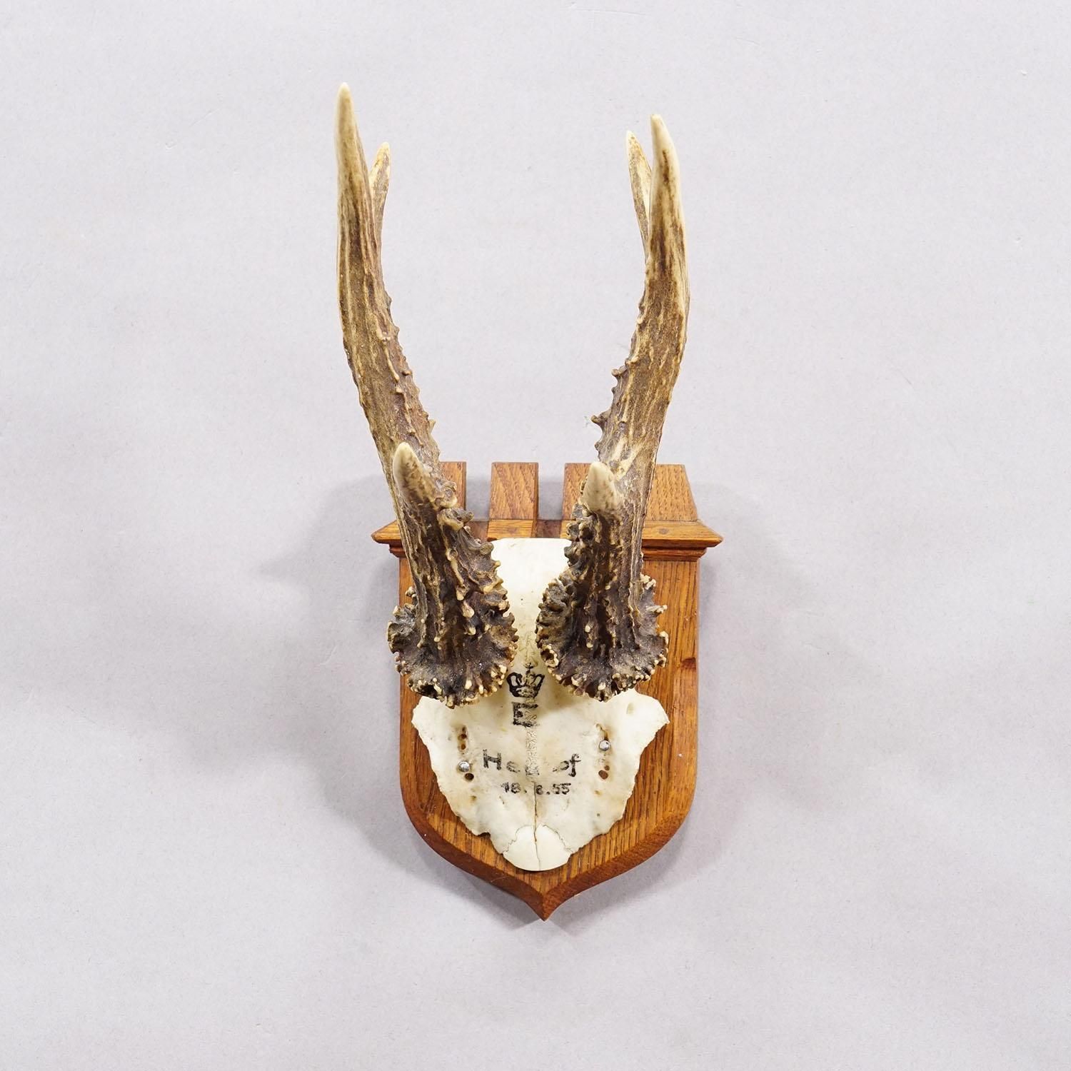 Red Deer Trophy On Wooden Plaque By Philip Ernst, Prince Of Thurn And Taxis 1955 photo for sale