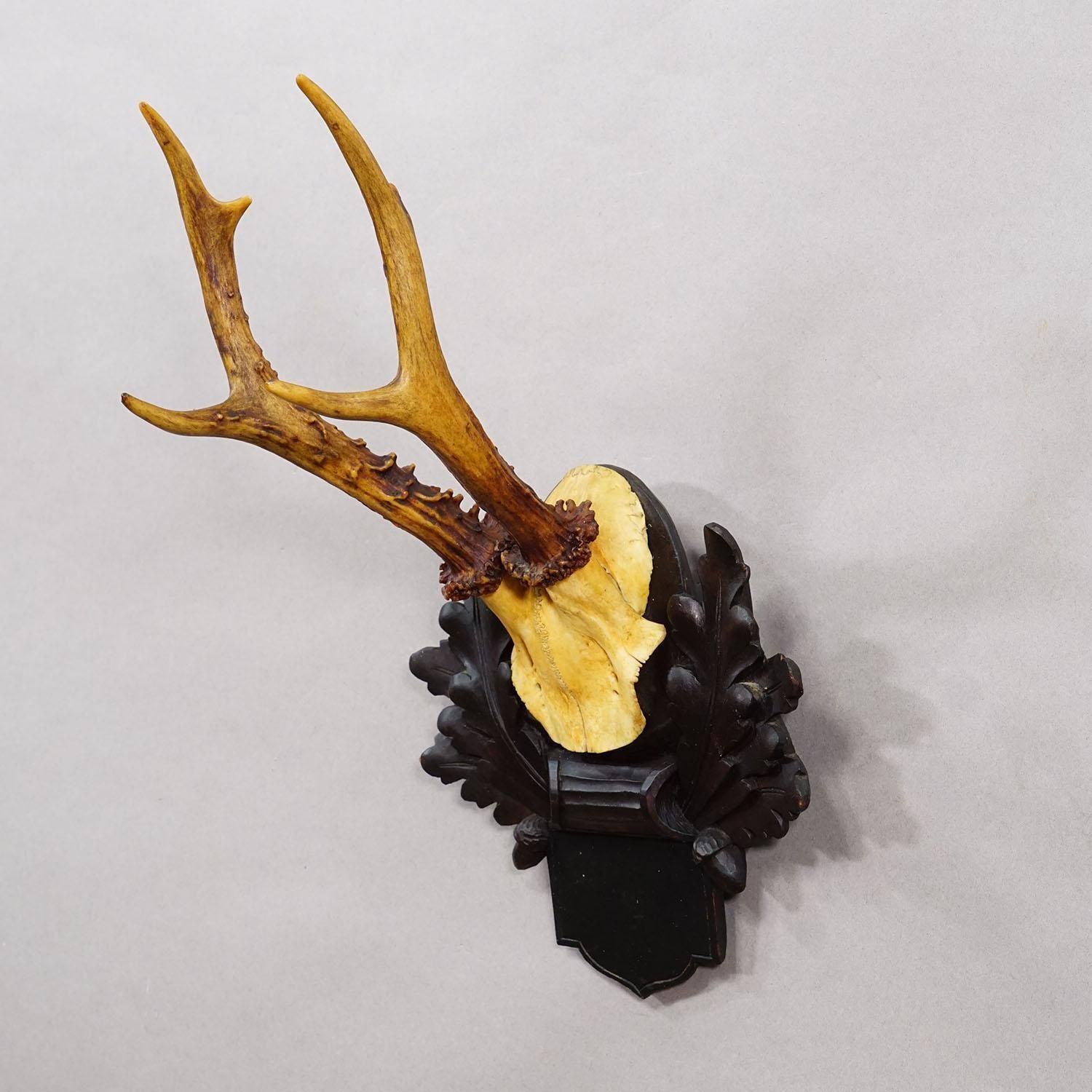 Antique Black Forest Red Deer Trophy On Carved Plaque, Germany 1900 photo Home Decor