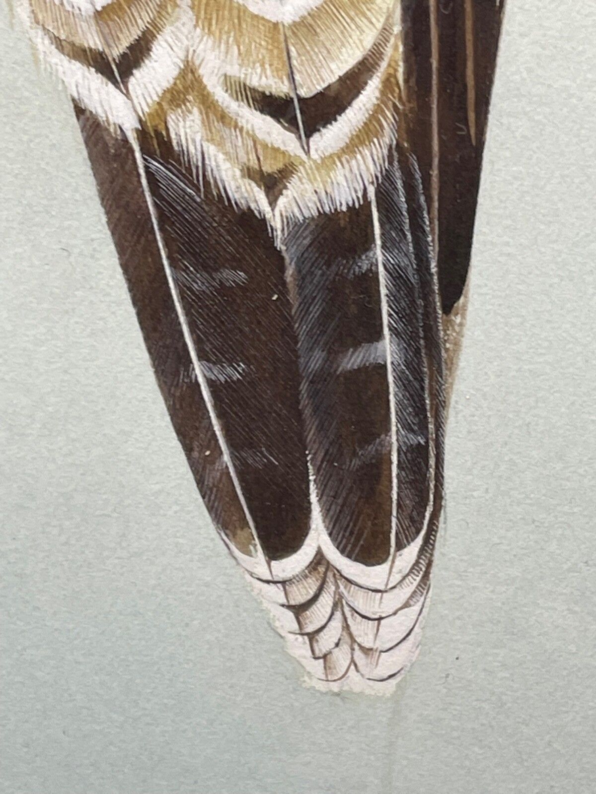 Fine British Art Gouache Watercolour Peregrine Falcon By David Johnston photo 2900.0