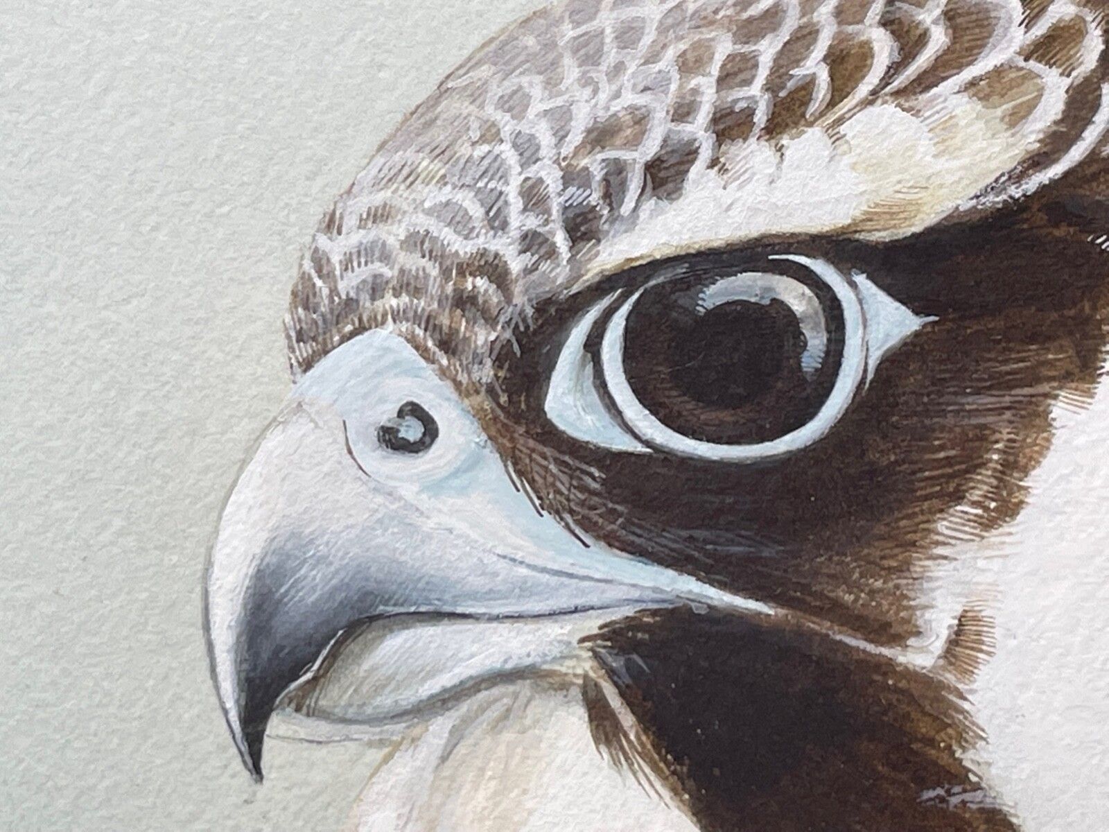 photo for sale Fine British Art Gouache Watercolour Peregrine Falcon By David Johnston
