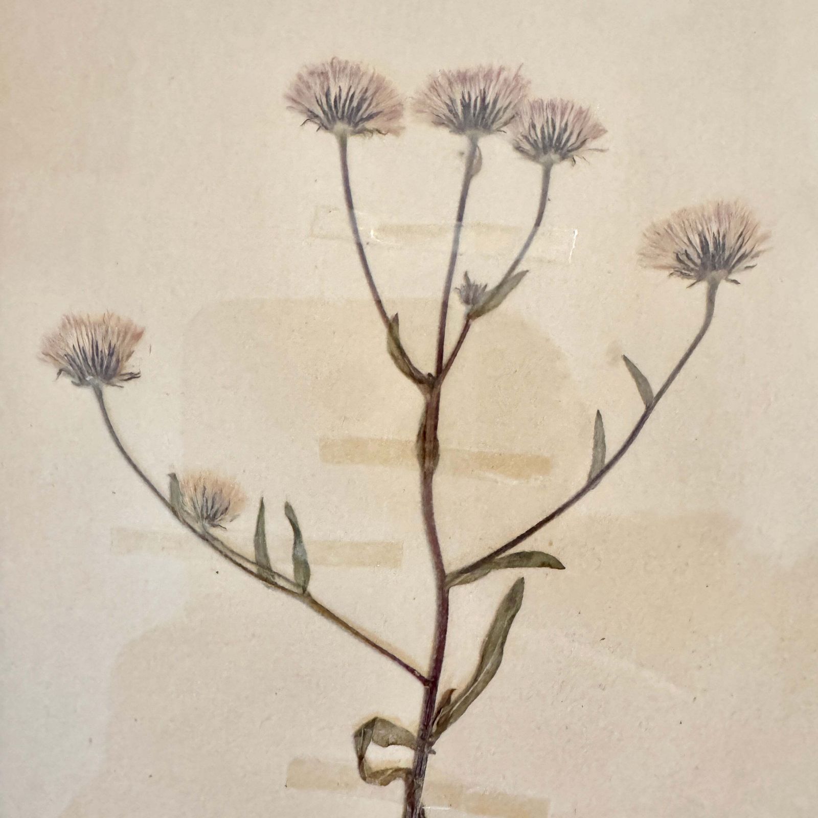 Framed Original 1936 Herbarium Specimen, Botanical Art. Blue Fleabane, Gotland Sweden. photo for sale