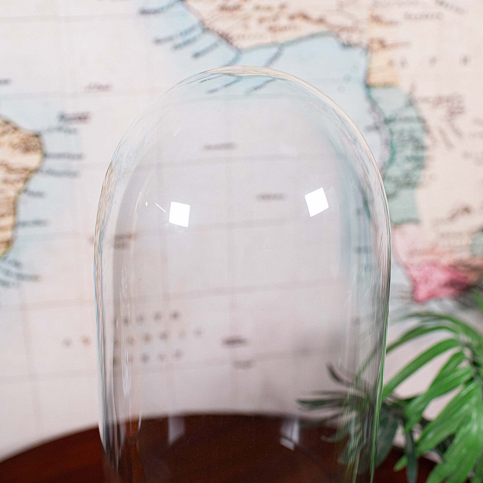 Tall Victorian Antique Specimen Showcase Dome, English, Glass, Taxidermy, 1895 photo vinterior