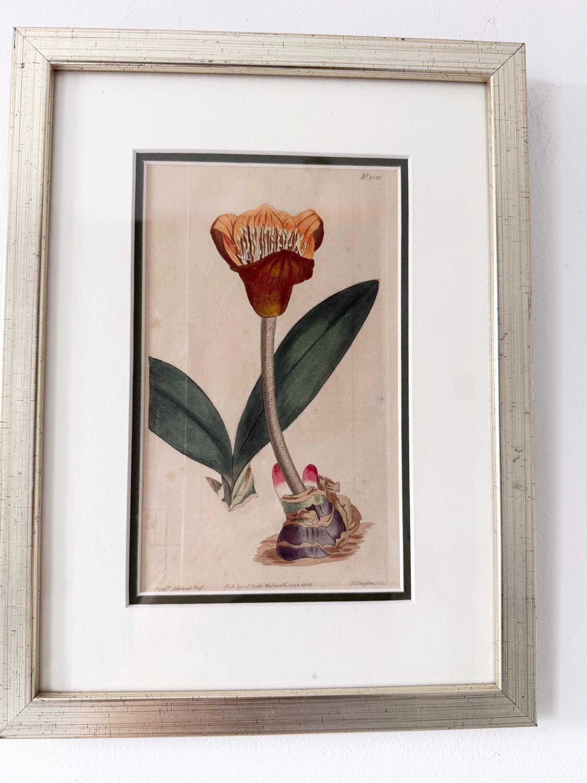 Original Botanical Hand Finished Engraving From Curtis Botanical Magazine 1813, Antique Botanical Engraving photo Art