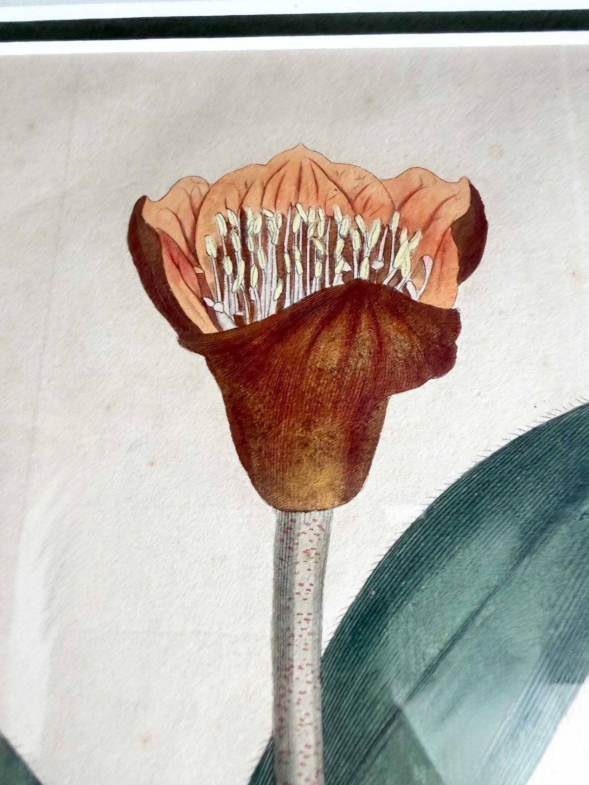 Original Botanical Hand Finished Engraving From Curtis Botanical Magazine 1813, Antique Botanical Engraving photo vinterior