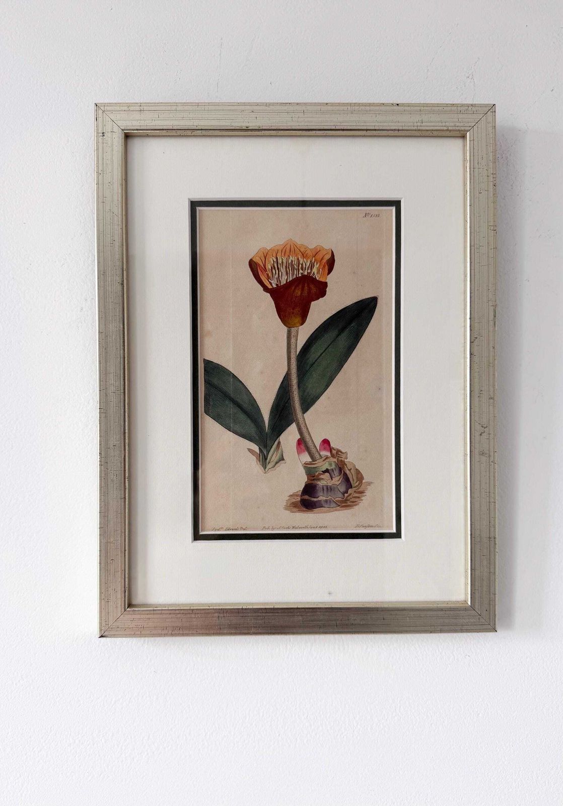 100.0 Original Botanical Hand Finished Engraving From Curtis Botanical Magazine 1813, Antique Botanical Engraving photo