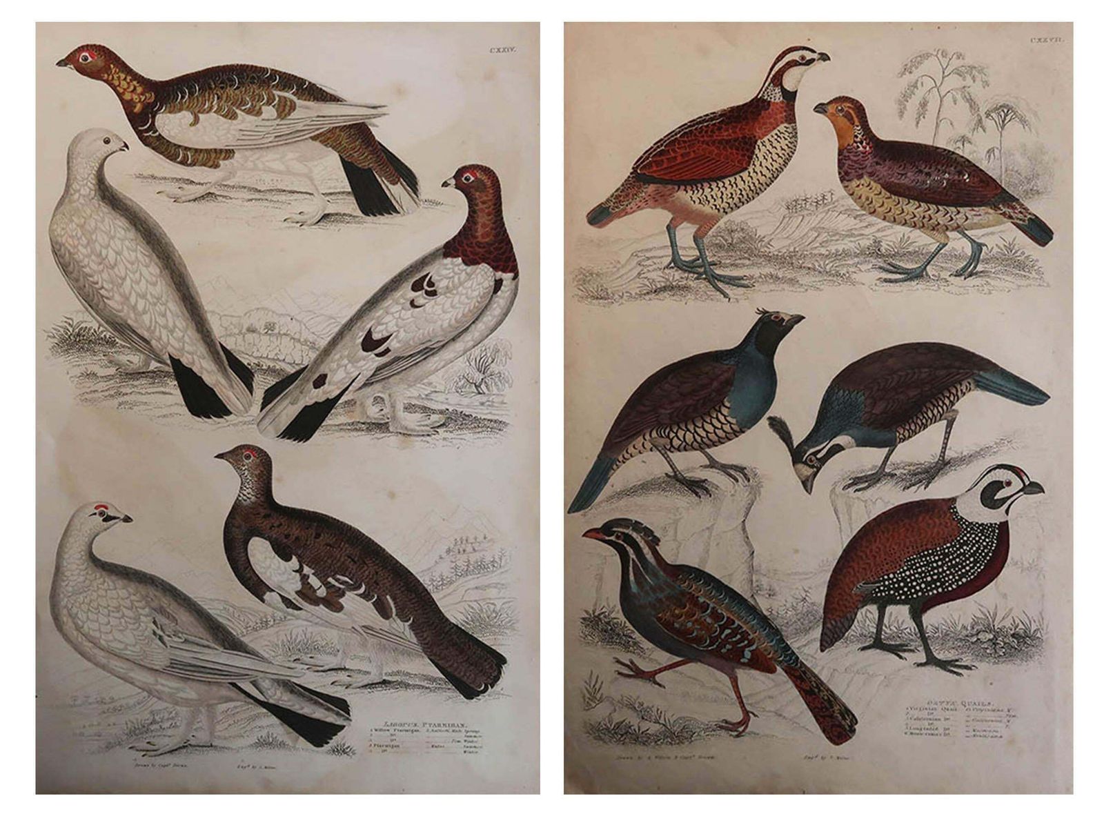 Large Pair Of Original Antique Prints Of Game Birds, 1830s photo furniture