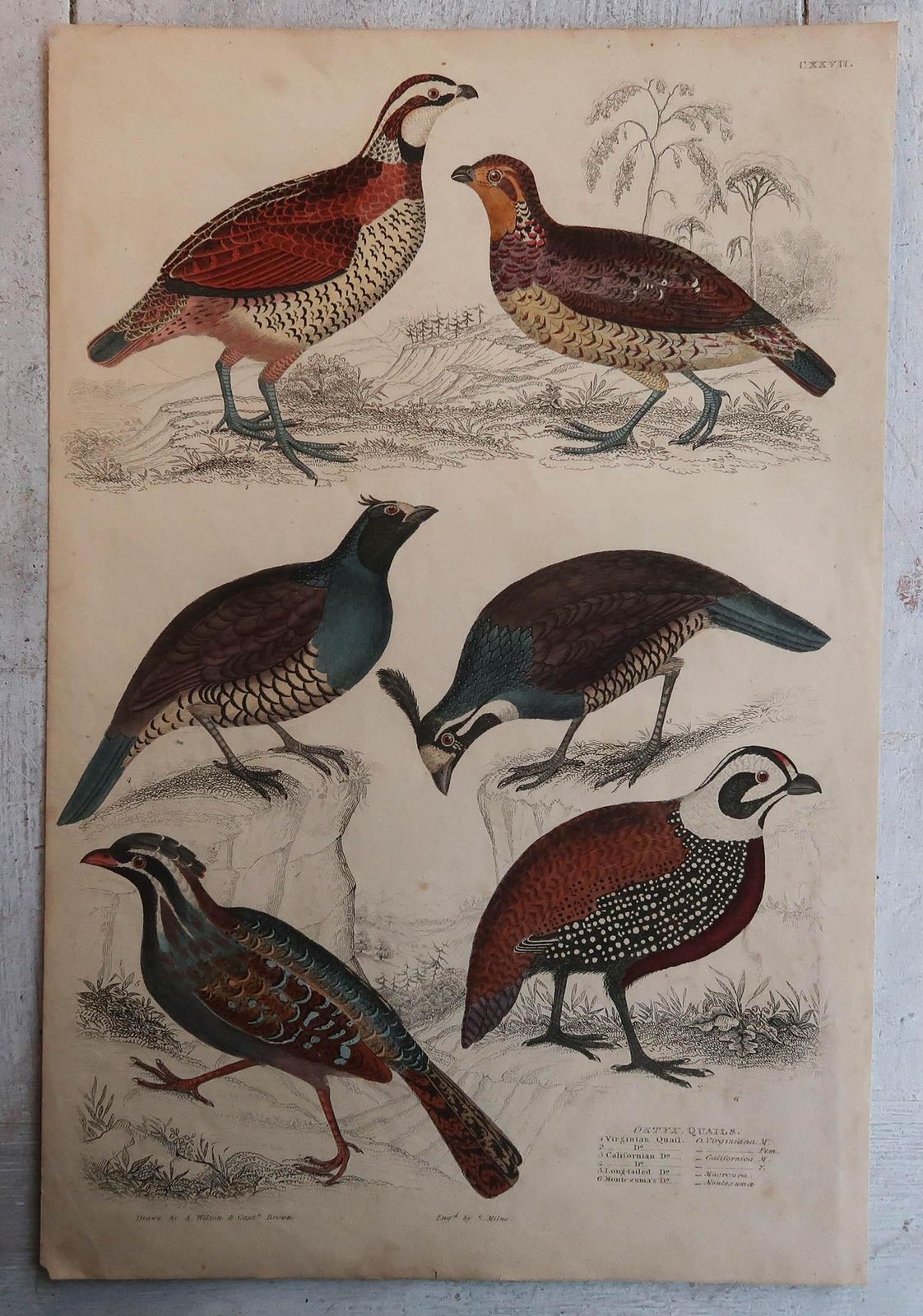 Large Pair Of Original Antique Prints Of Game Birds, 1830s photo for sale