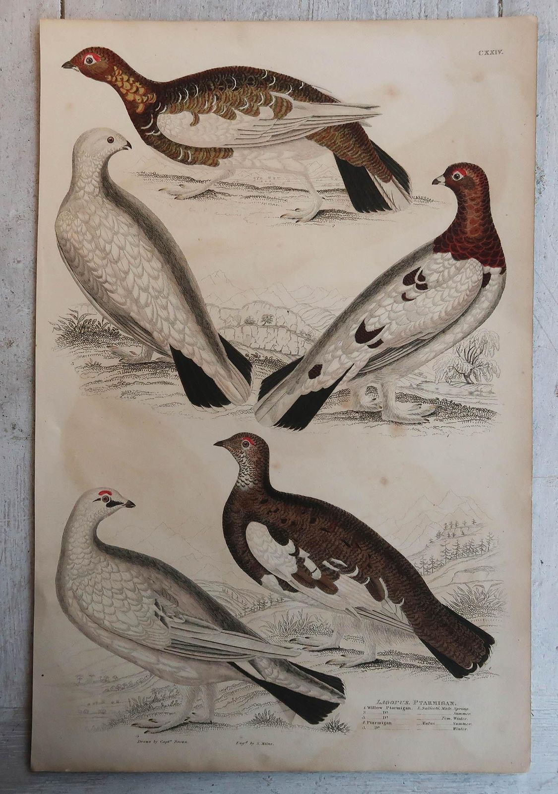 Large Pair Of Original Antique Prints Of Game Birds, 1830s photo Art