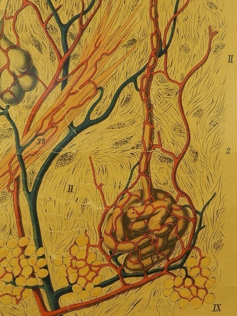 Antique Anatomical Chart (VI.) Human Anatomy Head Signed By E. Hoelemann photo vintage