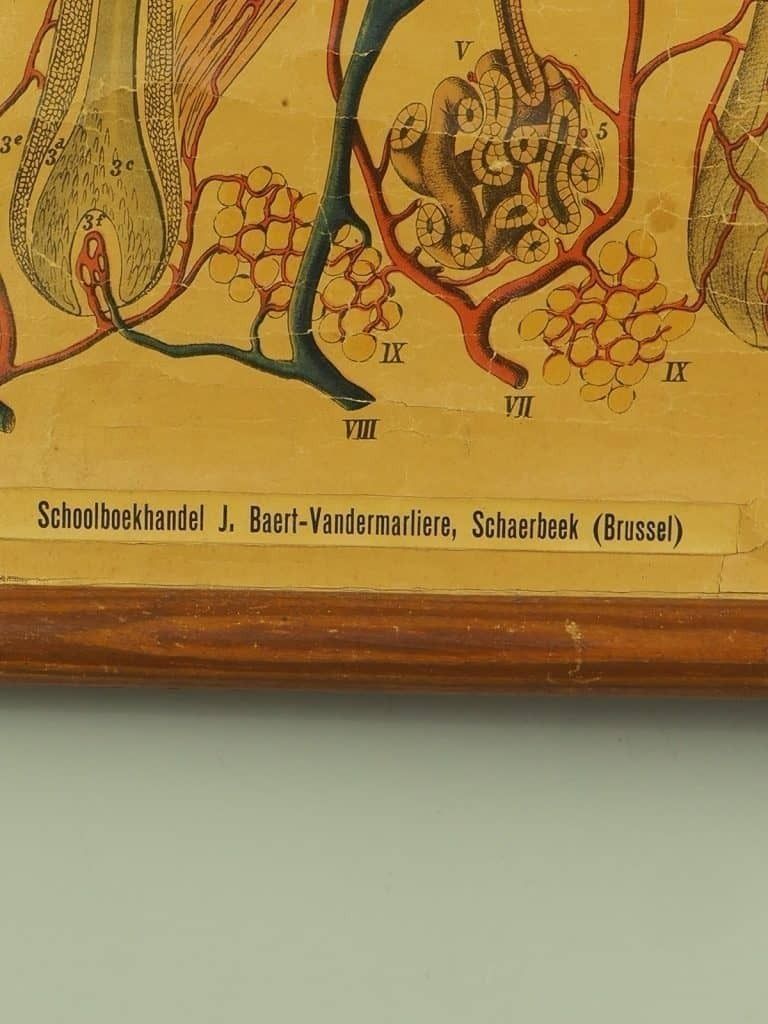 Art Antique Anatomical Chart (VI.) Human Anatomy Head Signed By E. Hoelemann photo