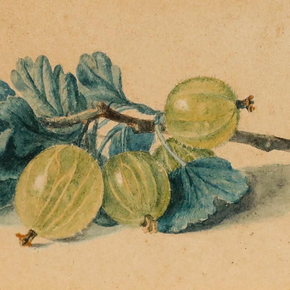 Framed Late 19th Century Watercolour Still Life Of Gooseberries photo Art