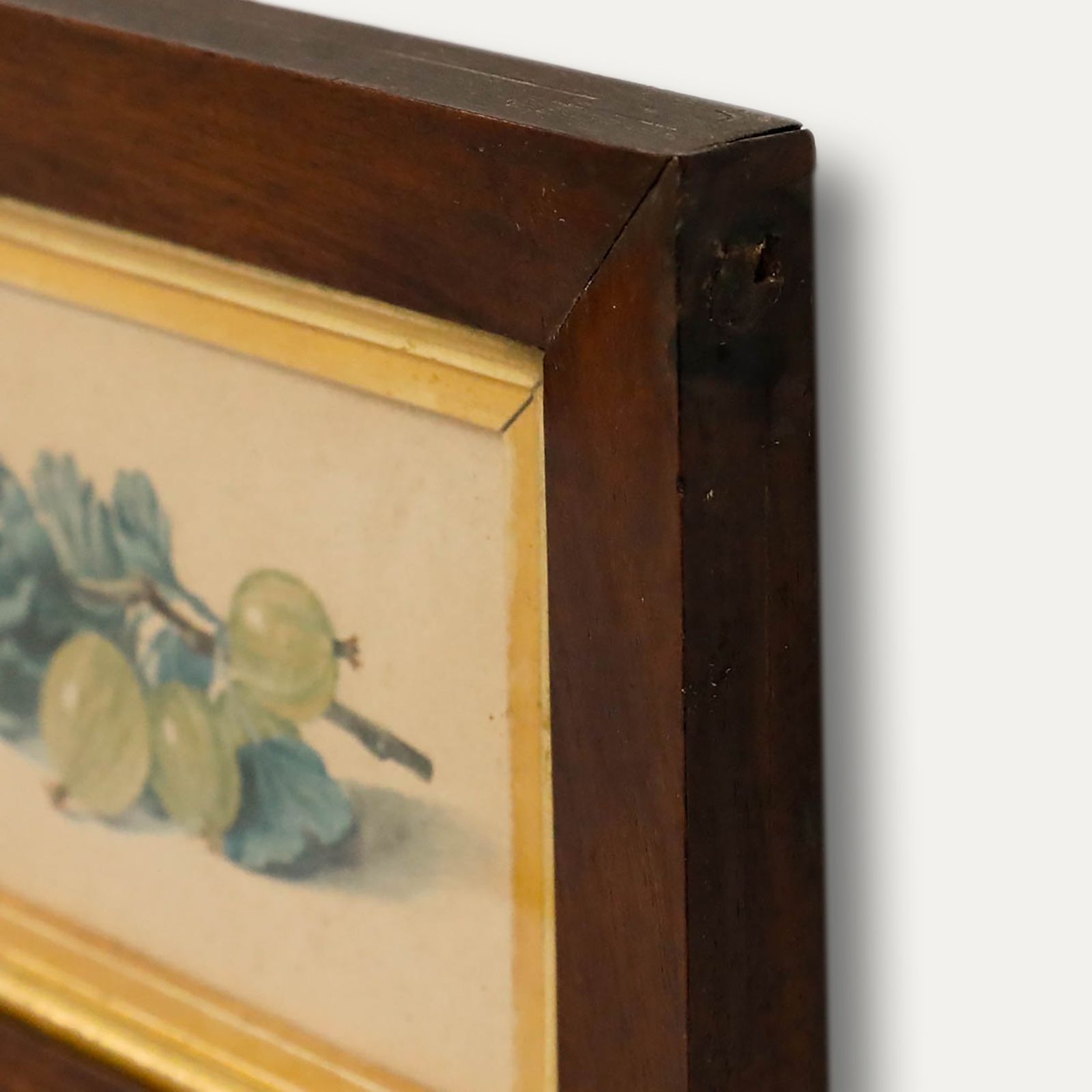Framed Late 19th Century Watercolour Still Life Of Gooseberries photo 195.0